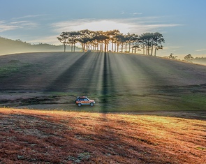 Đà Lạt lại mơ màng trong mùa cỏ hồng sau mưa