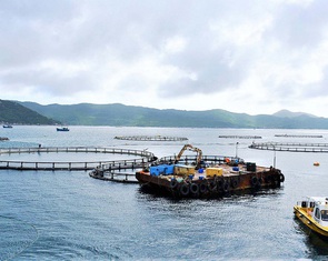 Bộ trưởng Trần Đức Thắng cùng hiệp hội bàn hướng phát triển nuôi biển công nghiệp, bền vững