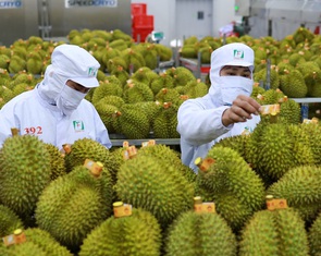Thí điểm truy xuất nguồn gốc trái sầu riêng bằng tem do Bộ Công an phát hành
