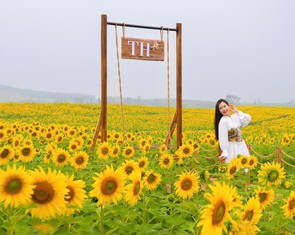 Cánh đồng hướng dương: khởi đầu quy trình khép kín của TH true MILK