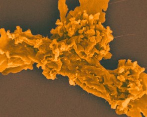 Phát hiện sinh vật mới sinh sôi ở nhiệt độ 63°C