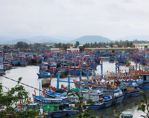 Quảng Ngãi chi hơn 20 tỉ đồng hỗ trợ chuyển đổi nghề, giải bản 130 tàu cá