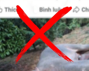 Đăng tin giả voi rừng ở Đồng Nai bị điện giật chết, chủ tài khoản Chị Nấm bị phạt 7,5 triệu đồng