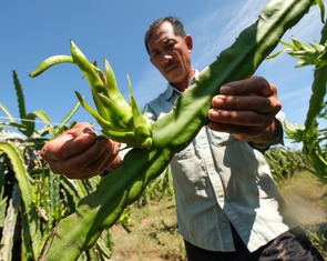 Nhà vườn thanh long Bình Thuận mất trắng vì lũ