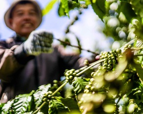 Lo thiếu nguồn cung, giá cà phê tăng nóng