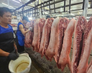 Nguồn cung giảm, giá heo hơi tăng