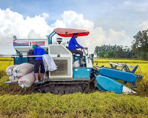 Giá lúa gạo giảm, đại diện Cục Trồng trọt và Bảo vệ thực vật đề xuất chính sách mua dự trữ