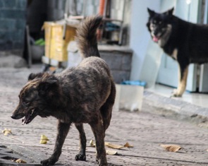 Người đàn ông chết nghi do bệnh dại, người thân khai ông bị chó cắn 2 năm trước