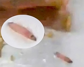 Vụ ấu trùng sống trong suất ăn bán trú: nhà trường xác định là sâu táo xanh