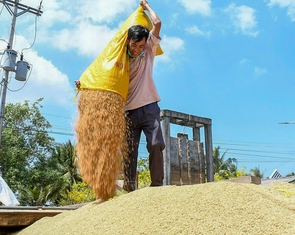 Miền Tây vào mùa thu hoạch lớn nhất năm, giá lúa gạo lại đang giảm mạnh