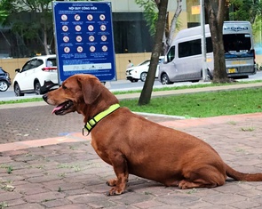 Nhiều người vẫn đem chó không rọ mõm vào phố đi bộ, công viên trung tâm TP.HCM