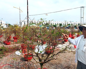 Thị trường hoa Tết Ất Tỵ: Ai thắng, ai thua?