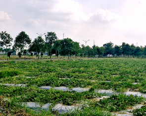 Khó đấu giá, Cần Thơ dành hai khu đất xây trường học