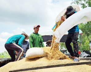 Xuất khẩu gạo tăng, dịch chuyển tích cực sang gạo thơm, gạo đặc sản