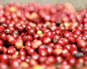 Giá cà phê tăng mạnh, chạm đỉnh 135.200 đồng/kg