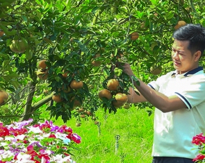 Trồng quýt hồng Lai Vung trái vụ đón khách du lịch dịp lễ giỗ Tổ, lễ 30-4 và 1-5