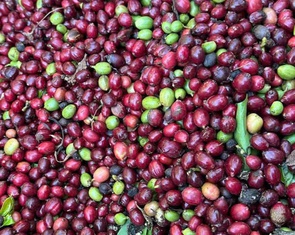 Giá cà phê trong nước và thế giới cùng quay đầu giảm