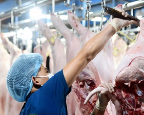 Tiêu thụ chậm, vì sao giá heo hơi vẫn tăng nóng?