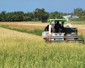 Mua tạm trữ lúa gạo: Nông dân mừng, doanh nghiệp được ‘tiếp sức’