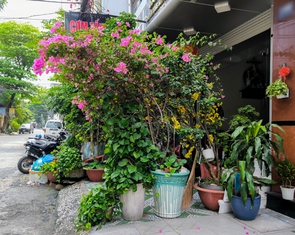 Chậu cây ‘mọc’ khắp các vỉa hè, lòng đường