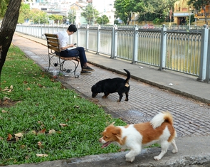 Dùng gậy đánh chó thả rông khi bị tấn công có vi phạm không?