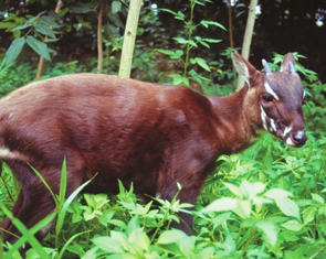Huế tiếp nhận 3,1 tỉ đồng từ WWF để theo dấu ‘kỳ lân châu Á’