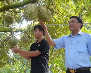 Sầu riêng rớt giá, thương lái vừa gom hàng vừa lo