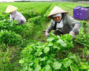 Nông sản Việt: Bao giờ được cởi trói khỏi giá phân bón
