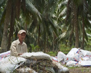 Tỉnh Vĩnh Long mới sẽ có hơn 120.000 ha dừa, Viện Dừa ĐBSCL ra đời