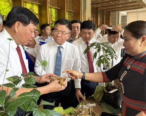 Đưa Quảng Nam thành trung tâm công nghiệp dược liệu cả nước, lấy sâm Ngọc Linh là cây chủ lực