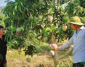 Xoài Úc ở Cam Lâm rớt giá chưa từng thấy, nông dân 'treo vườn' không muốn thu hoạch
