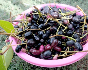 Thương nhớ những mùa trâm chín miền Tây