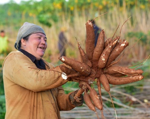 Dự án khoai mì bền vững thu 'trái ngọt'