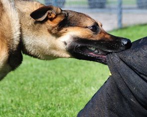 Uống thuốc nam phòng bệnh dại, bé trai nguy kịch sau 2 tháng bị chó cắn