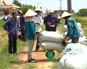 Liên kết sản xuất lúa hữu cơ bán ngay tại ruộng, nông dân lãi gấp 3
