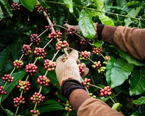 Giá cà phê bật tăng trở lại sau nhiều phiên giảm