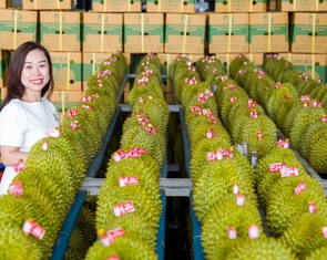 Trung Quốc phê duyệt thêm gần 1.000 vùng trồng và cơ sở đóng gói sầu riêng Việt Nam