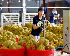 Không để sầu riêng trở thành... 'sầu chung'