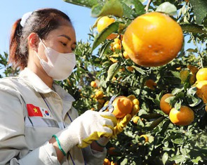 Nông dân Hàn Quốc ‘than trời’ vì thiếu lao động nước ngoài