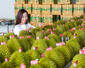 Thủ tướng chỉ đạo loạt nhiệm vụ siết quản lý để thúc đẩy xuất khẩu sầu riêng