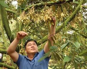 Phải kiểm soát chất lượng sầu riêng từ vườn đến từng công hàng xuất khẩu