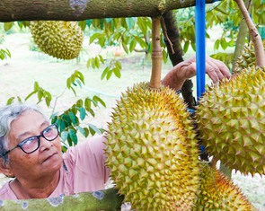 Sầu riêng trồng ở Phú Quốc giá cao ngất, đắt như tôm tươi