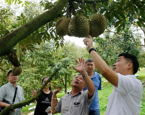 Lâm Đồng khẳng định sầu riêng không nhiễm hóa chất vàng O