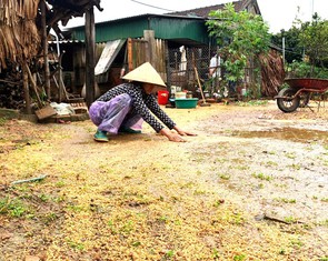 Cả vụ mùa bị trận lũ quá bất thường cuốn trôi trong đêm