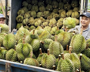 Vùng trồng sầu riêng Tây Nguyên sắp có phòng kiểm định cadimi, vàng O ở Đắk Lắk?