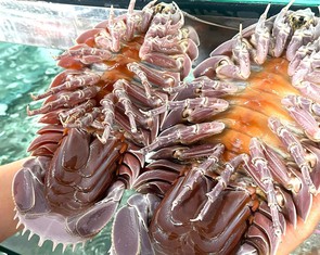 Vụ ăn bọ biển giá 1,8 triệu đồng/kg rồi tố 'chặt chém': Người đăng đã xóa bài và... biến mất