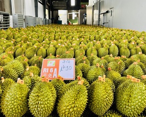 Việt Nam và Trung Quốc thống nhất tháo gỡ vướng mắc về xuất khẩu sầu riêng