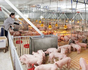 Lợi nhuận ngành thịt heo đổ về 'ông lớn', hộ nhỏ lẻ ngày càng lép vế