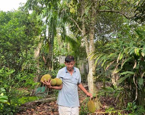 Nhớ ngày Tết Đoan ngọ ‘giết sâu bọ’ cho cây trái sum sê