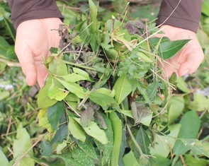 Tết Đoan ngọ: Tục vào rừng giữa trưa hái lá uống mùng 5